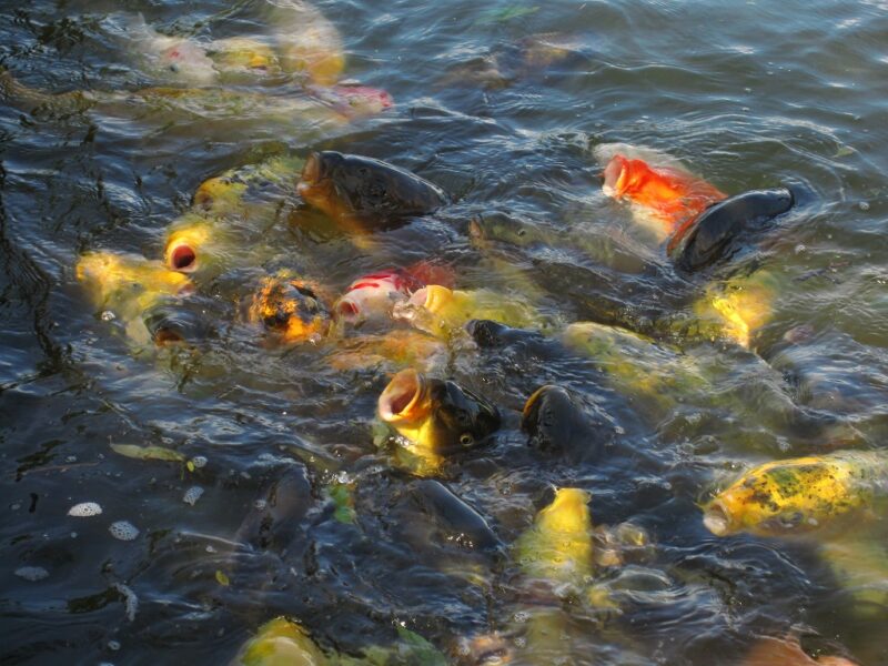 口ばーくばーく　激しい鯉　　 見晴ヶ池にて撮影　結構な大きさの鯉が沢山います