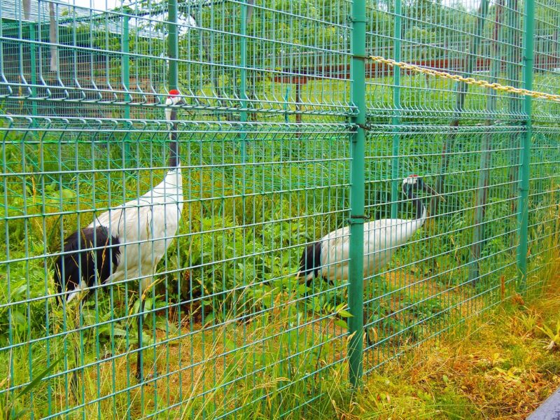 丹頂鶴自然公園のタンチョウヅルつがい　檻が5個位あります。　