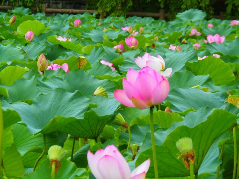 2019年８月蓮の花の頃 蓮の花が風に揺れていた