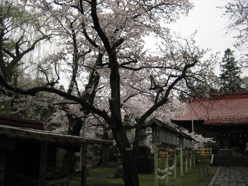 長者山新羅神社　参道から撮影　桜と拝殿