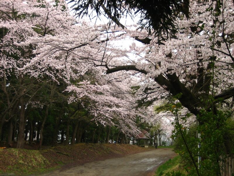 雨が降った長者山新羅神社境内にて撮影 加賀美流騎馬打毬が行われる場所です。